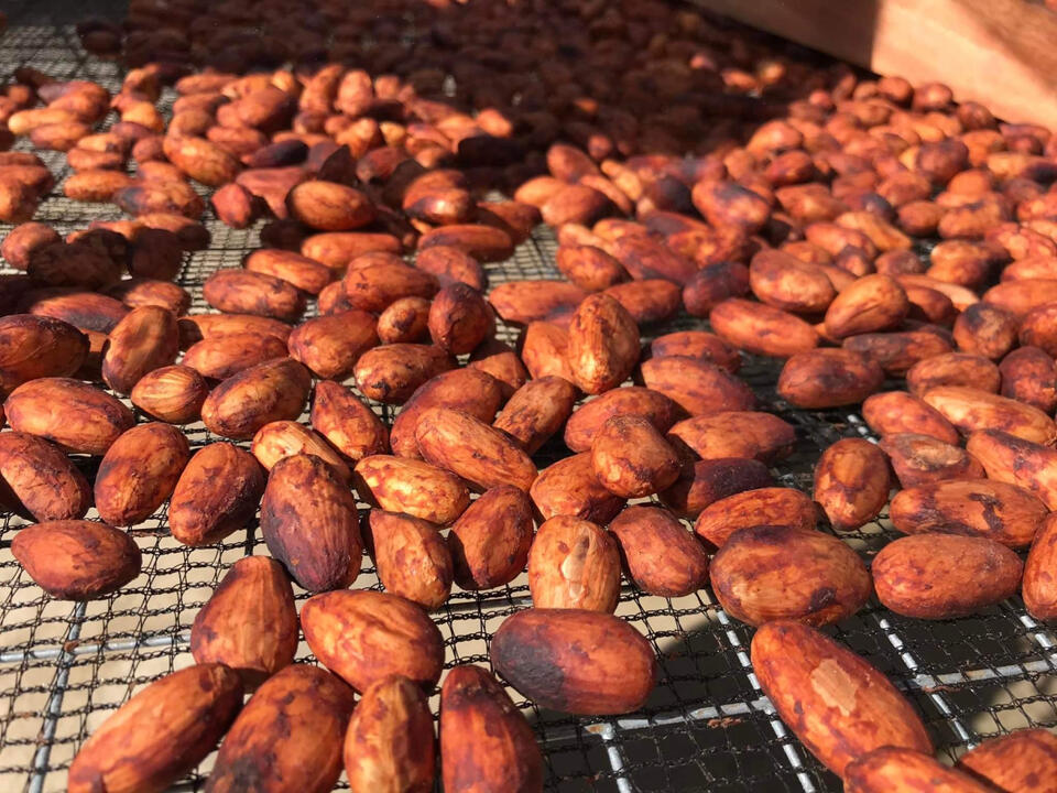 Nico Cacao