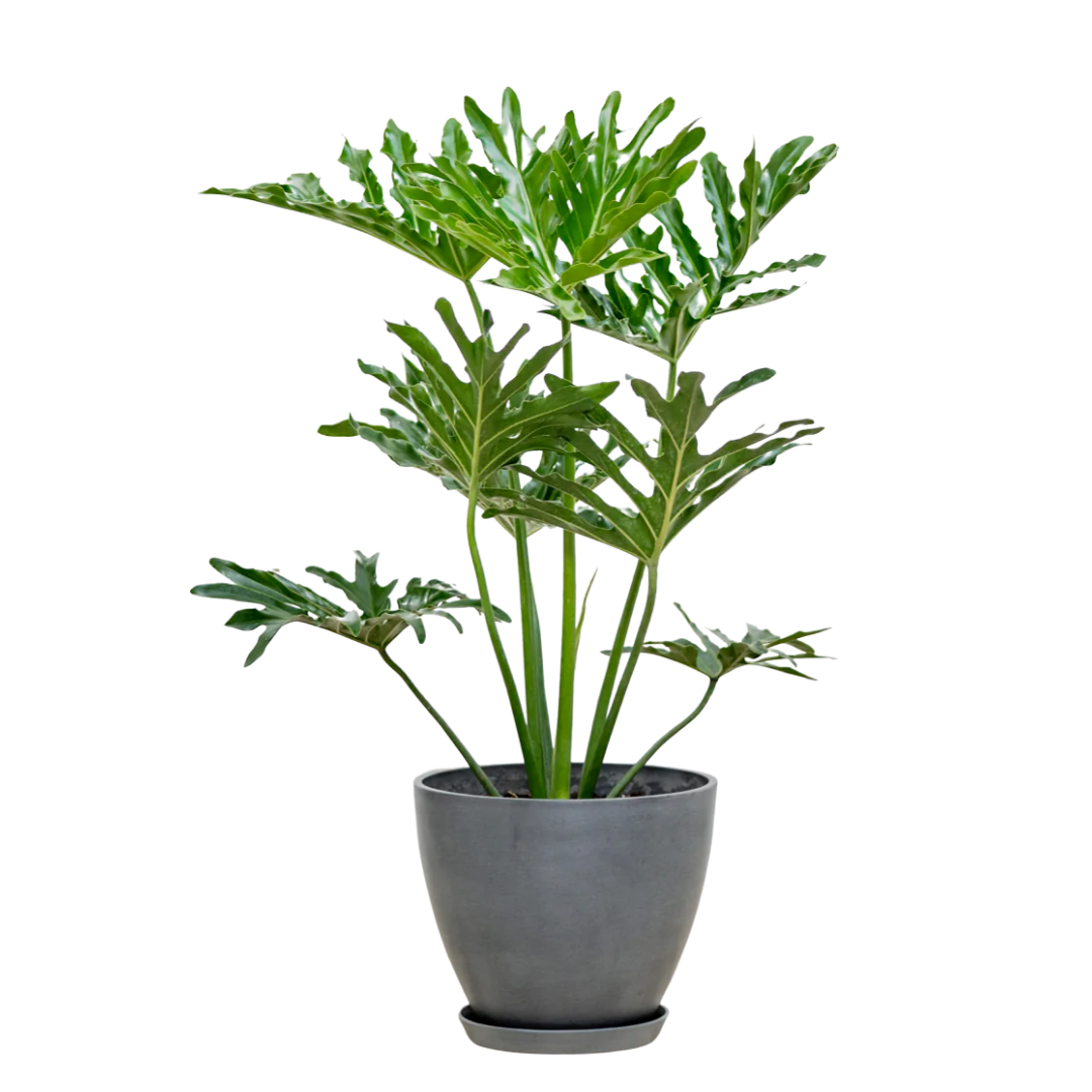 philodendron ph Evergarden Manila Selloum Plant
