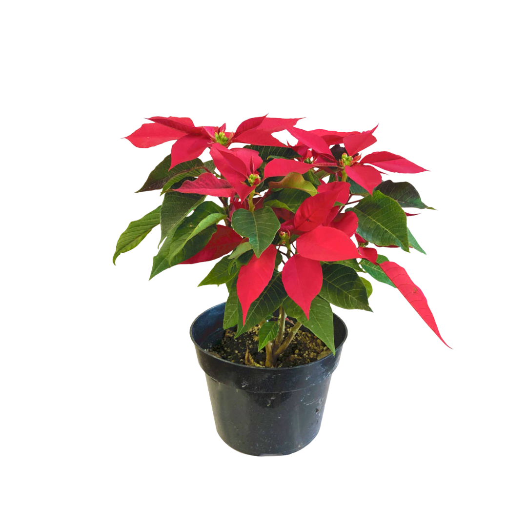 Evergarden Manila Poinsettia Plant
