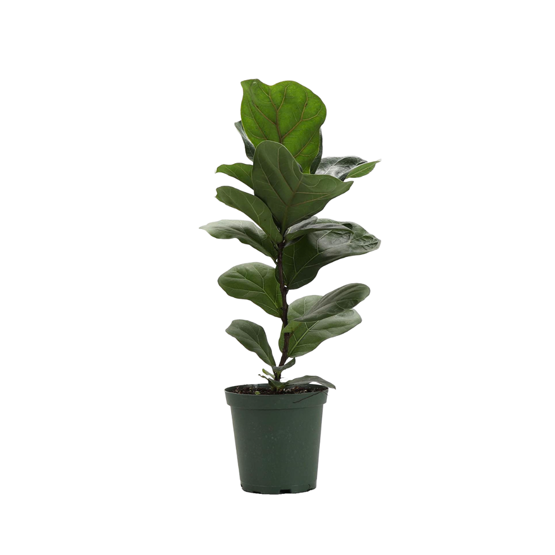 Evergarden Manila Fiddle-Leaf Plant