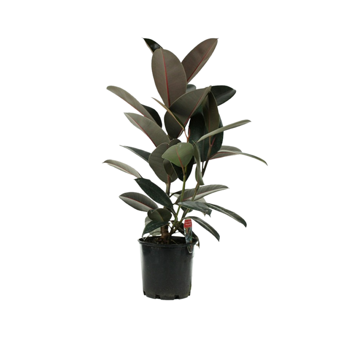 Evergarden Manila Rubber Plant
