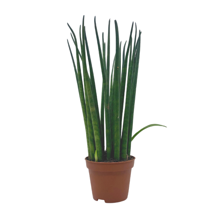 Evergarden Manila Table Plant