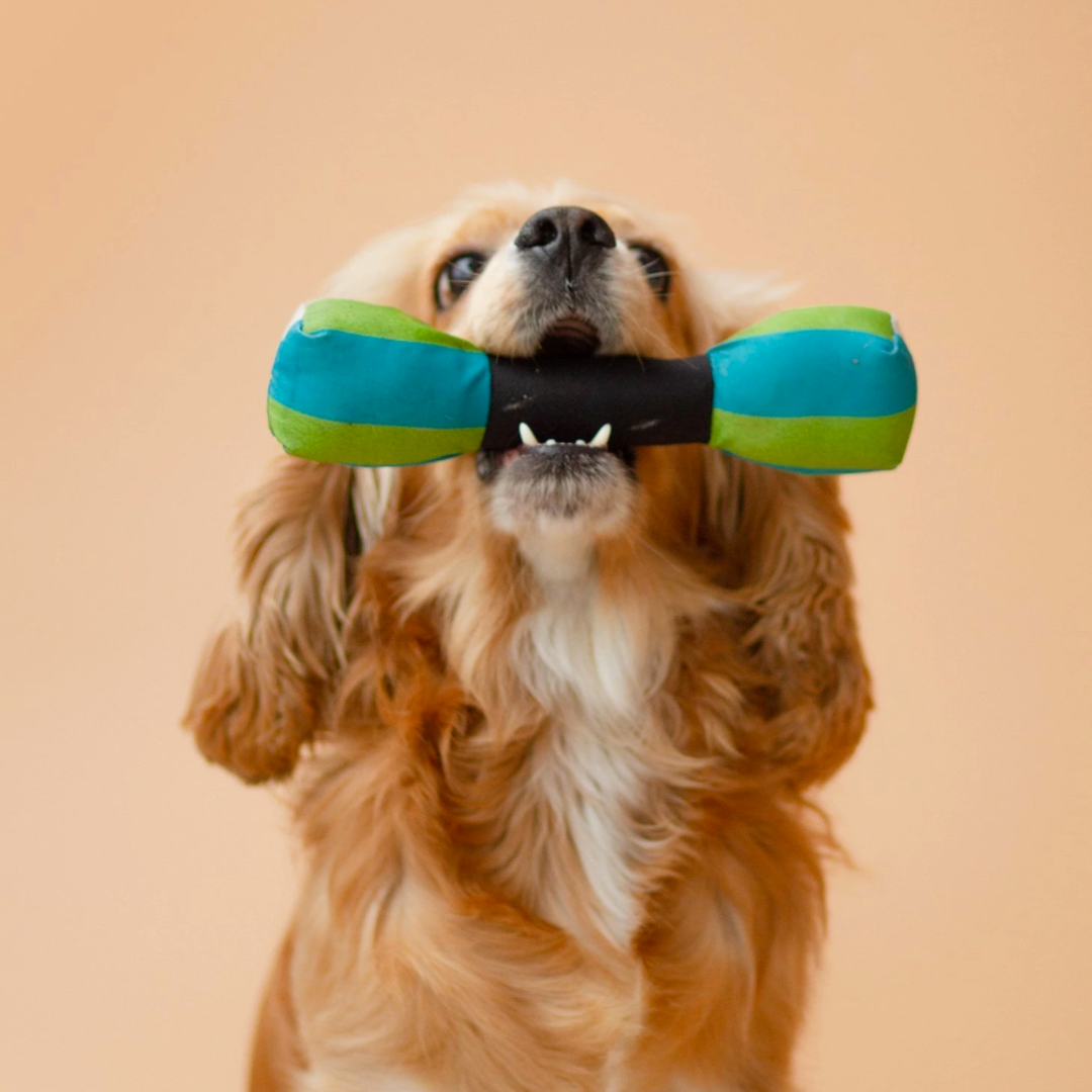 Bowhouse Bone Tug Toy