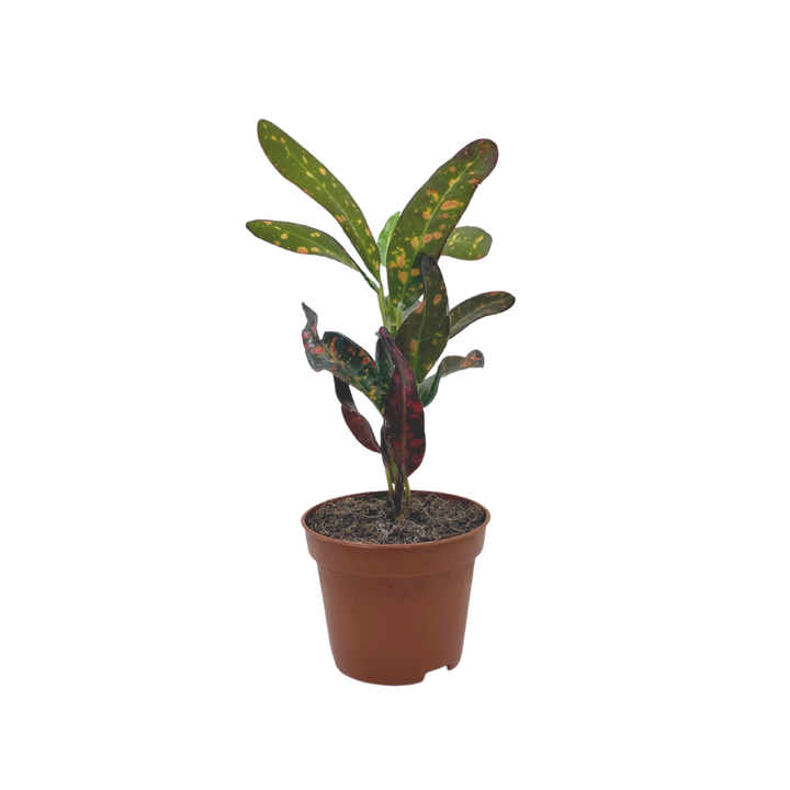 Evergarden Manila Table Plant