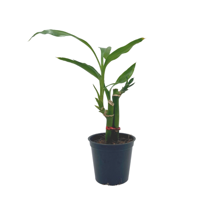 Evergarden Manila Table Plant