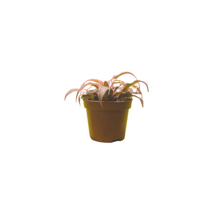 Evergarden Manila Table Plant