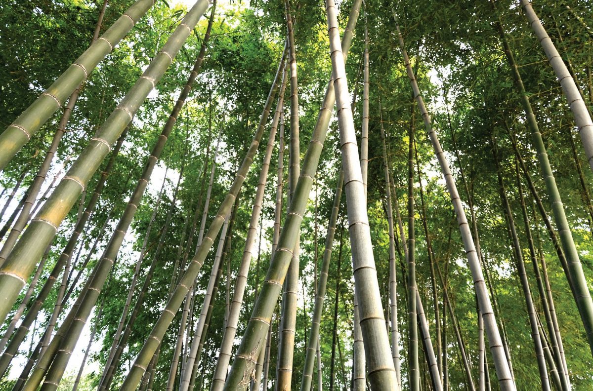 Bamboo Company