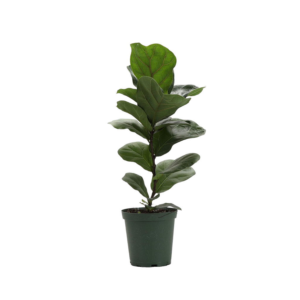 fiddle leaf fig philippines Evergarden Manila Fiddle-Leaf Plant – Roots Collective PH