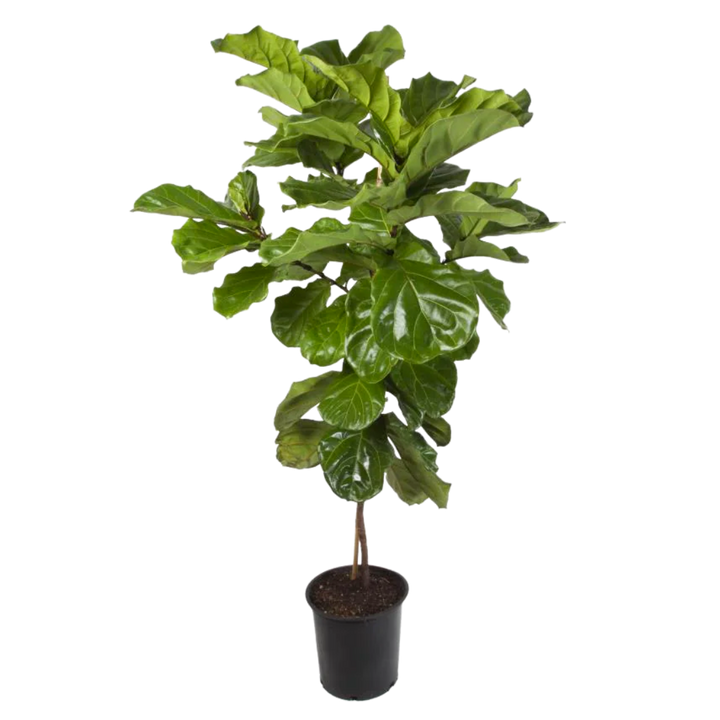 Evergarden Manila Fiddle-Leaf Plant