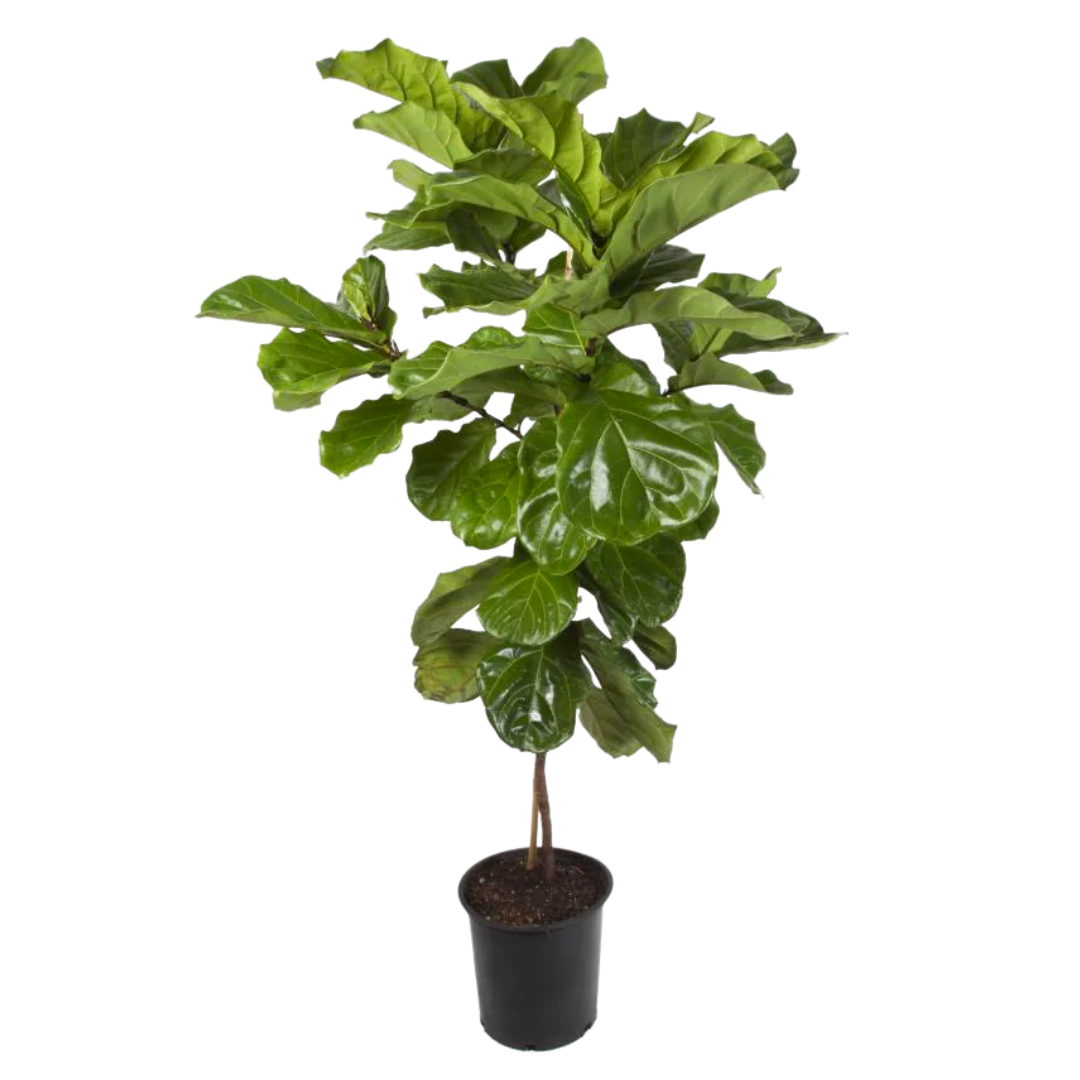 fiddle leaf fig philippines Evergarden Manila Fiddle-Leaf Plant – Roots Collective PH
